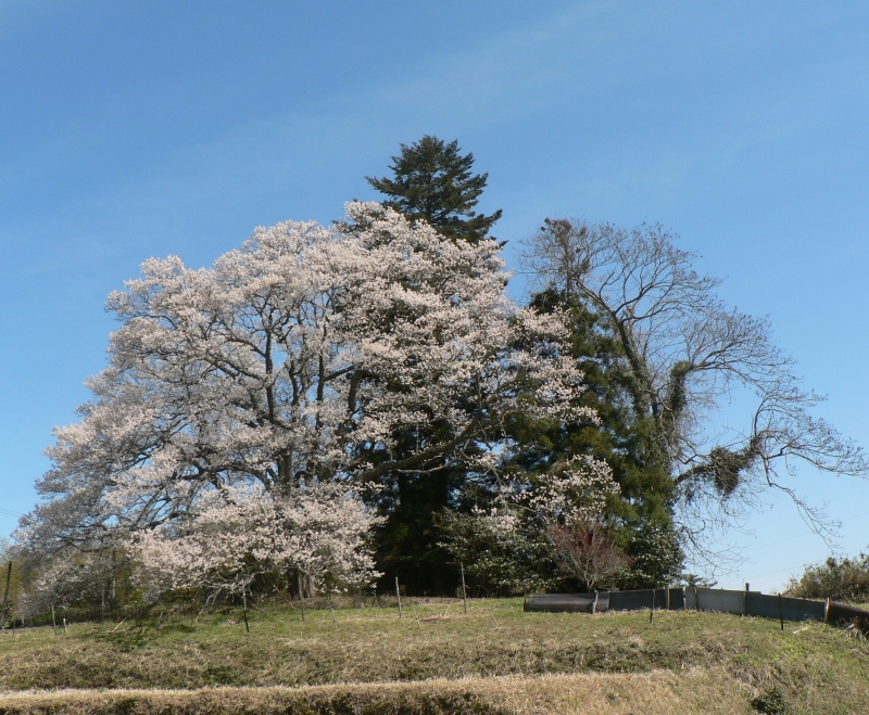 粟ヶ段の桜