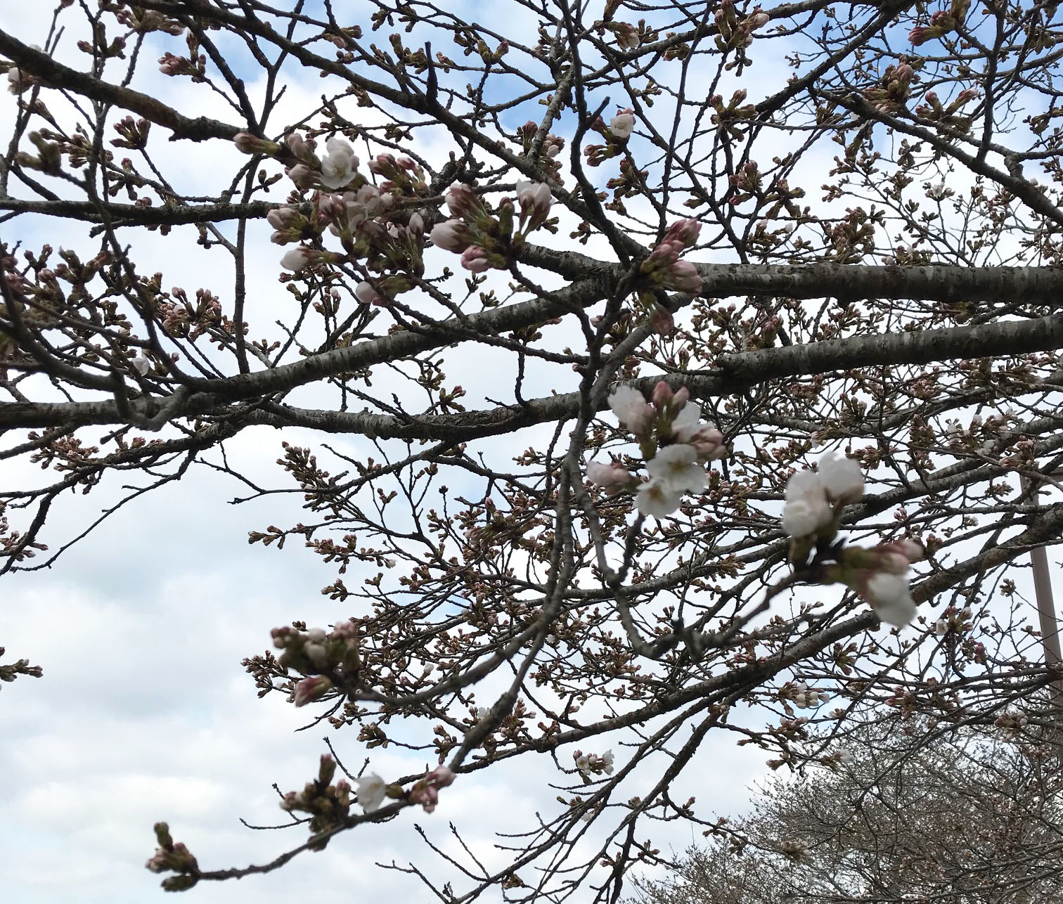 上野公園の桜 21年 庄原観光ナビ 公式 広島県庄原市観光情報サイト