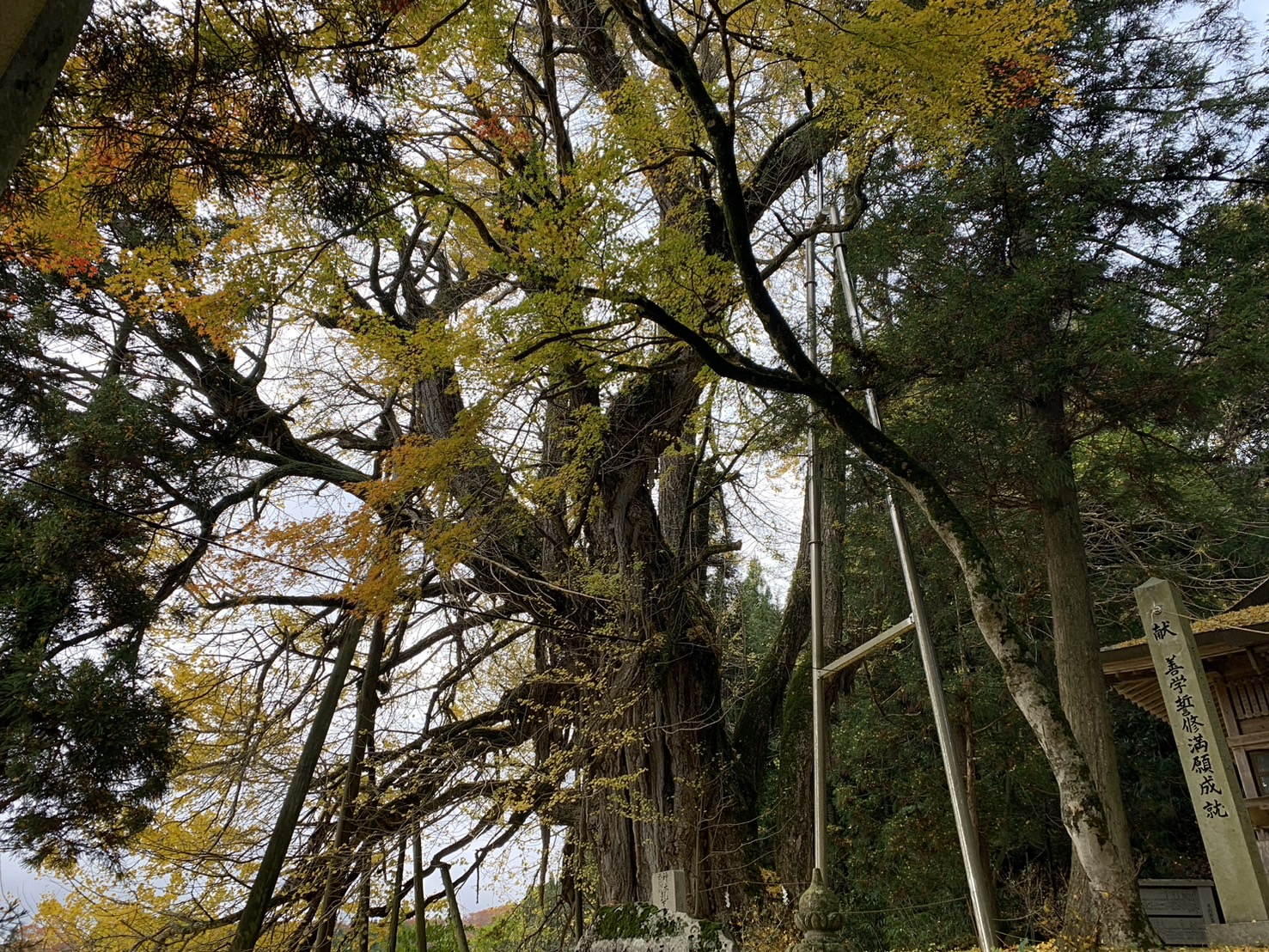 見どころ
天満神社の境内にある目通り幹囲9.6メートル、県下第1位のイチョウの巨樹です。天平元年（729年）、建御雷神（たけみかづちのかみ）をこの地に勧請したとき、神木として植えられたと伝えられております。主幹から乳と呼ばれる気根が垂れ下がり、県の天然記念物に指定されています。
※気象状況により、変動することがありますので、予めご了承ください。

アクセス
高野IC・道の駅たかの からお車で約8分