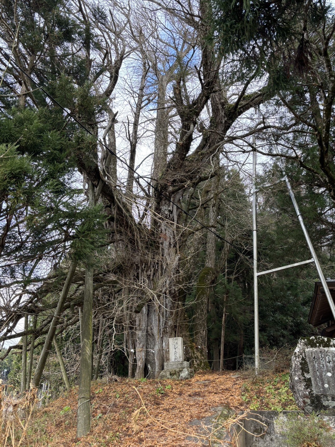 見どころ
天満神社の境内にある目通り幹囲9.6メートル、県下第1位のイチョウの巨樹です。天平元年（729年）、建御雷神（たけみかづちのかみ）をこの地に勧請したとき、神木として植えられたと伝えられております。主幹から乳と呼ばれる気根が垂れ下がり、県の天然記念物に指定されています。
※気象状況により、変動することがありますので、予めご了承ください。

アクセス
高野IC・道の駅たかの からお車で約8分