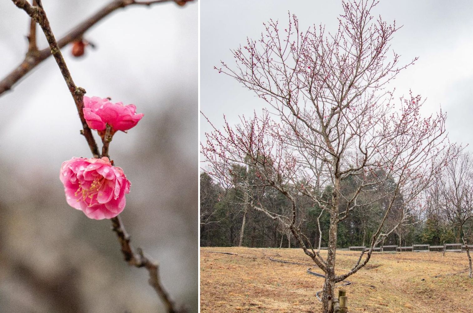 早春を彩る「ウメ」が咲き始めました！！｜国営備北丘陵公園　