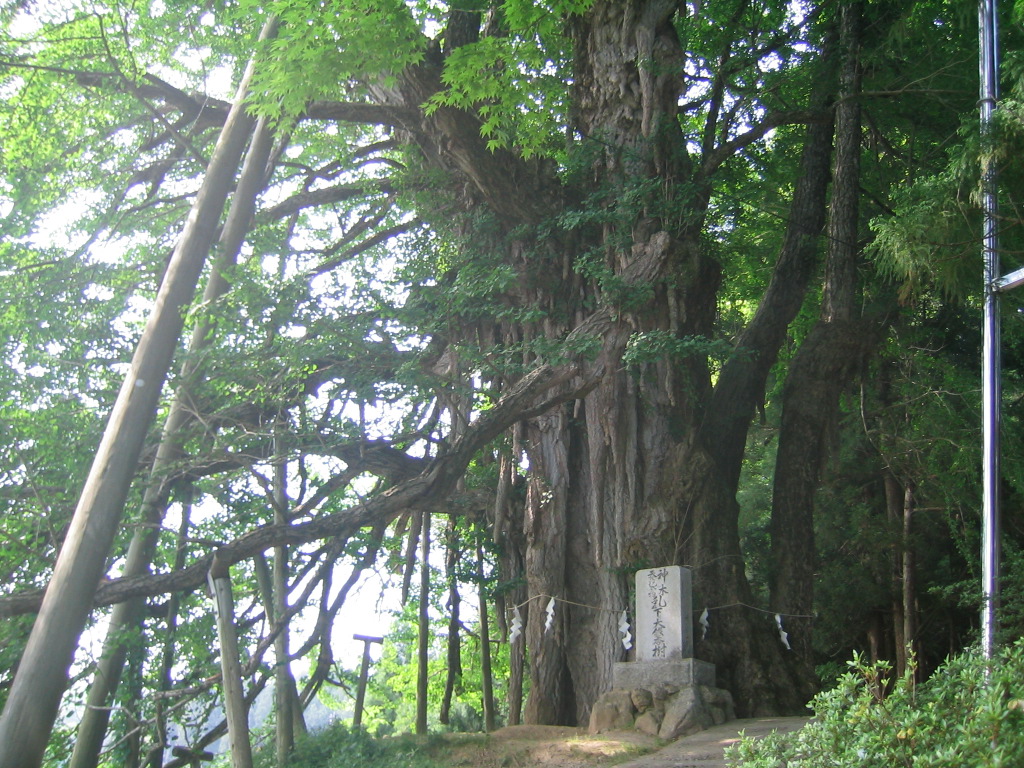 上高野山の乳下りイチョウ