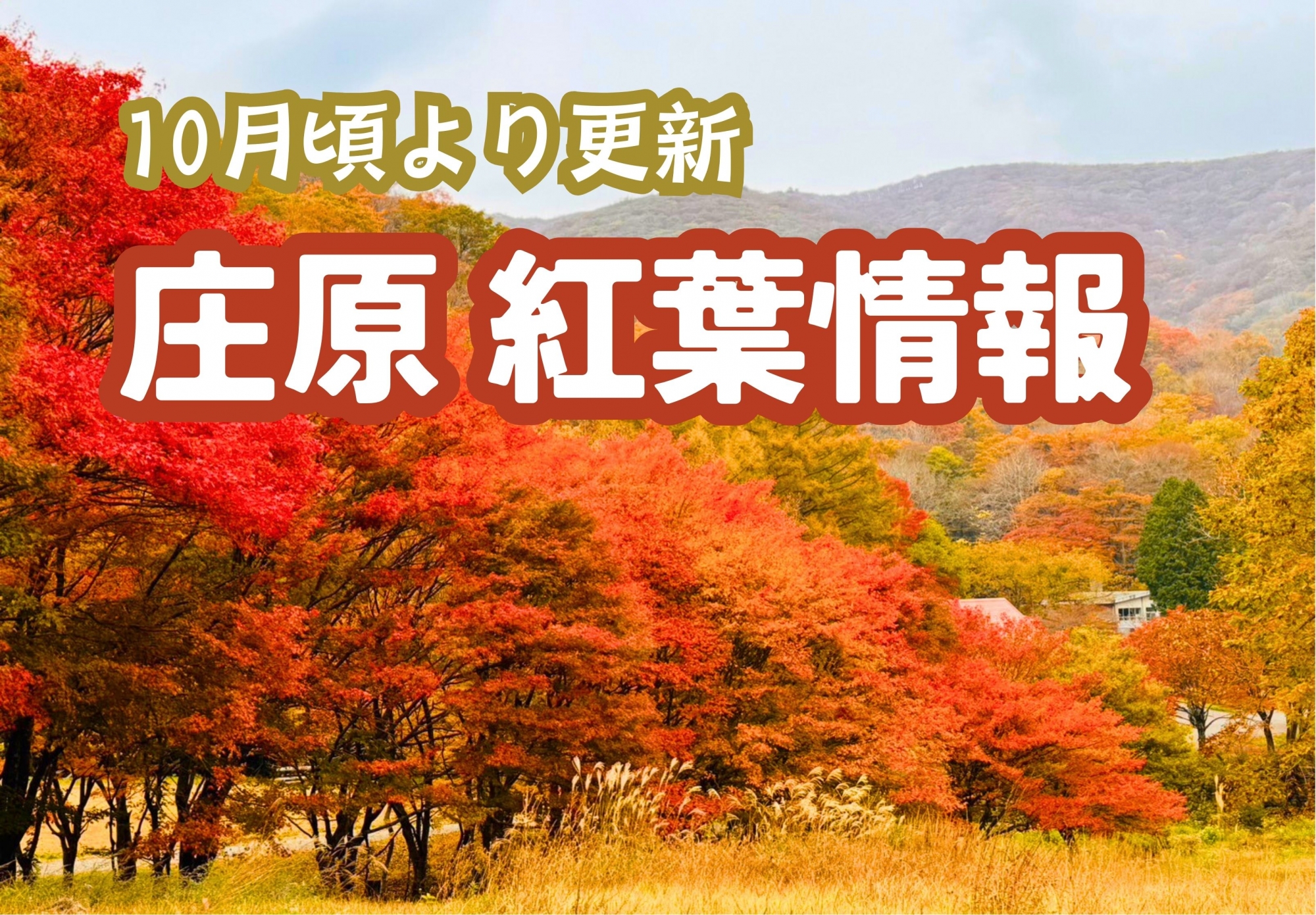 庄原 紅葉情報