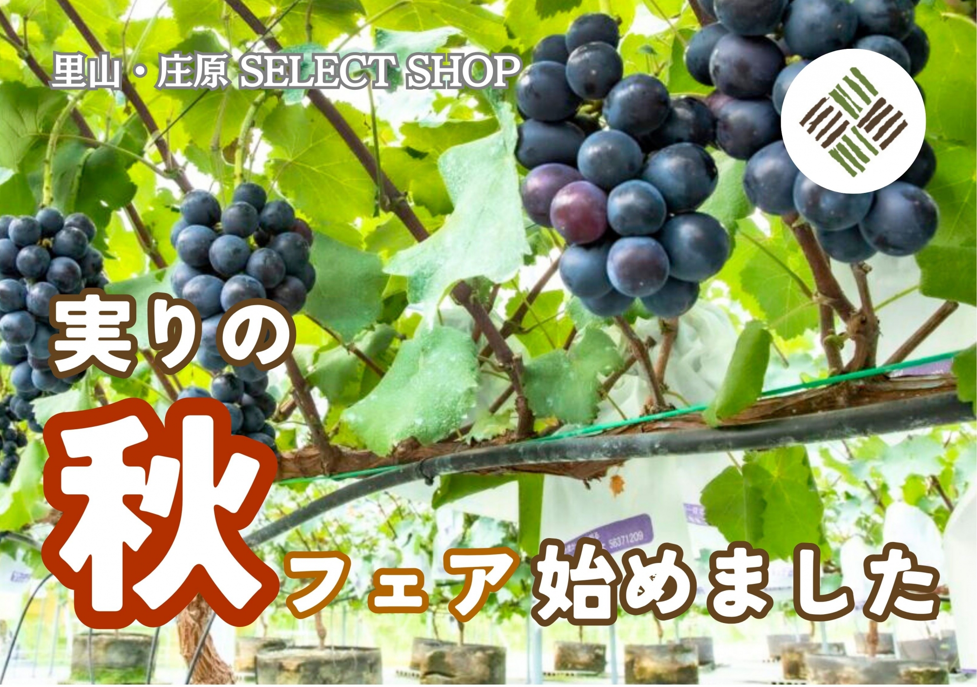 2024秋の実りフェアはじめました！里山・庄原 SELECT SHOP