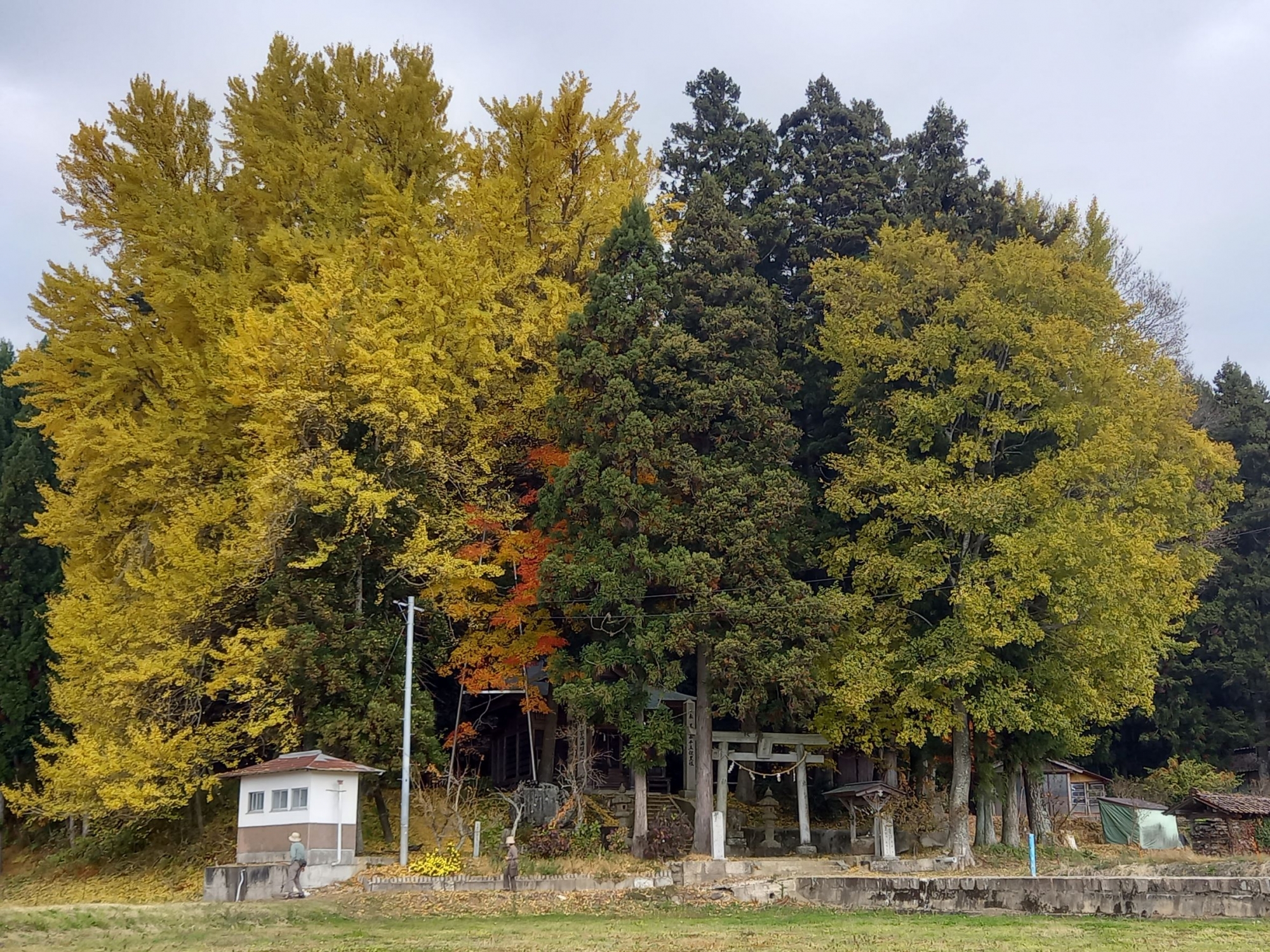 上高野山の乳下がり大イチョウ